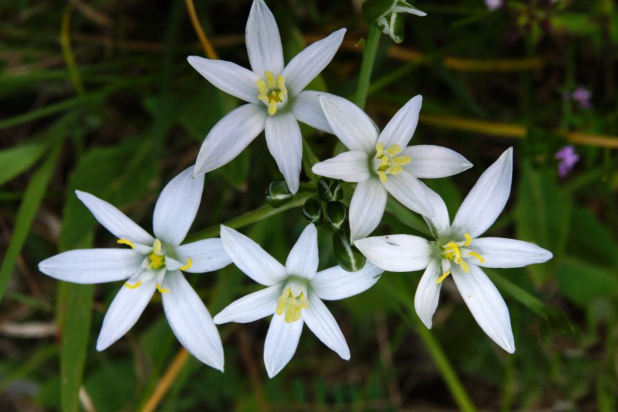 Ornithogalum umbellatum / Latte di Gallina